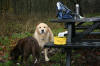 Fund raising walk by Ian Carrington and his two dogs raising 1044.67.