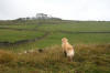 Fund raising walk by Ian Carrington and his two dogs raising 1044.67.