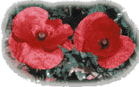 Image of remembrance poppies.